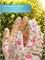 GRINDA COMFORT, M (8), садовые перчатки с прозрачным полиуретановым покрытием, розовые, 13 класс (11291-M) 11291-M_z01